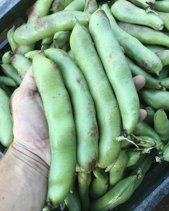 Cūku pupas 1 kg