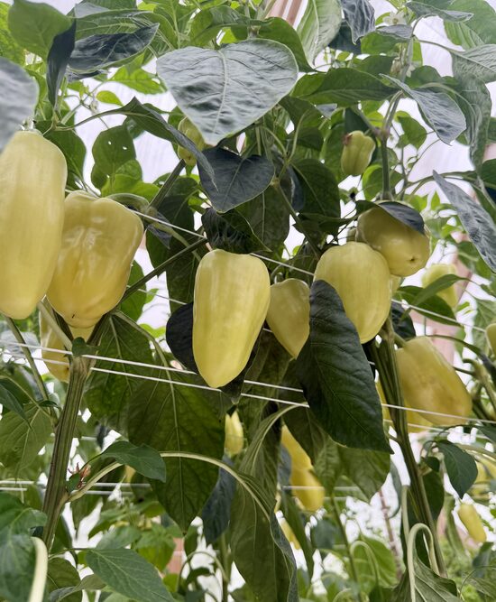 Paprika baltā 500 gr