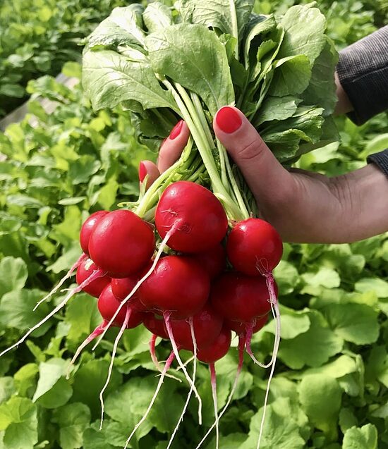Redīsi buntē